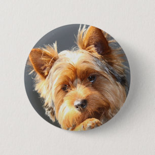 Bóton Redondo 5.08cm yorkie