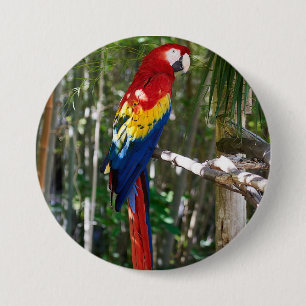 Bóton Redondo 7.62cm Escarlate impressionante do papagaio do Macaw