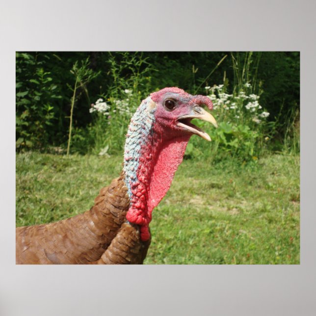 Bourbon Red Turkey Poster (Frente)