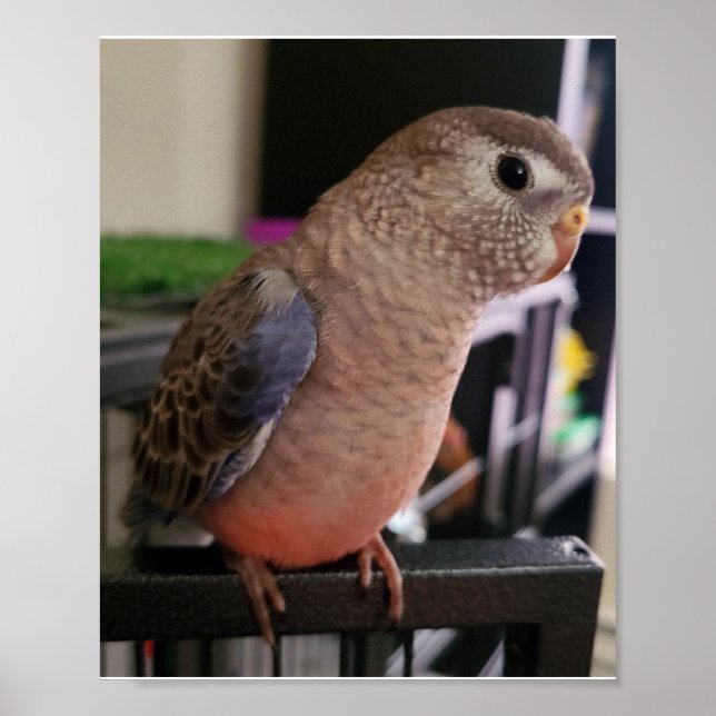Bourkes Parakeet Poster (Frente)