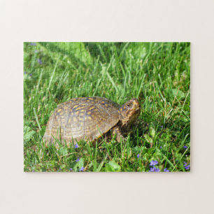 Box Turtle - Quebra-cabeça