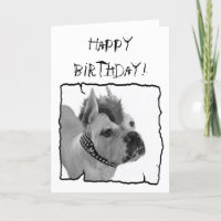 Boxer Branco Feliz Aniversário Cartão de saudação 