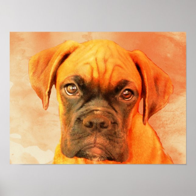 Boxer Dog art poster (Frente)