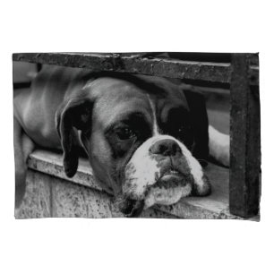 Boxer Dog On Windowsill pcna