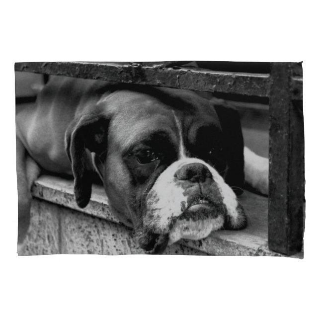Boxer Dog On Windowsill pcna (Frente)