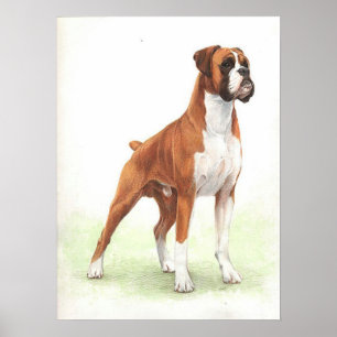 Boxer Dog Portrait Poster
