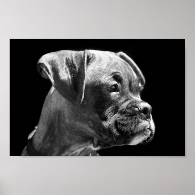 Boxer Puppy Poster (Frente)
