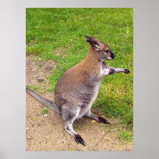 Boxing Kangaroo, Poster (Frente)