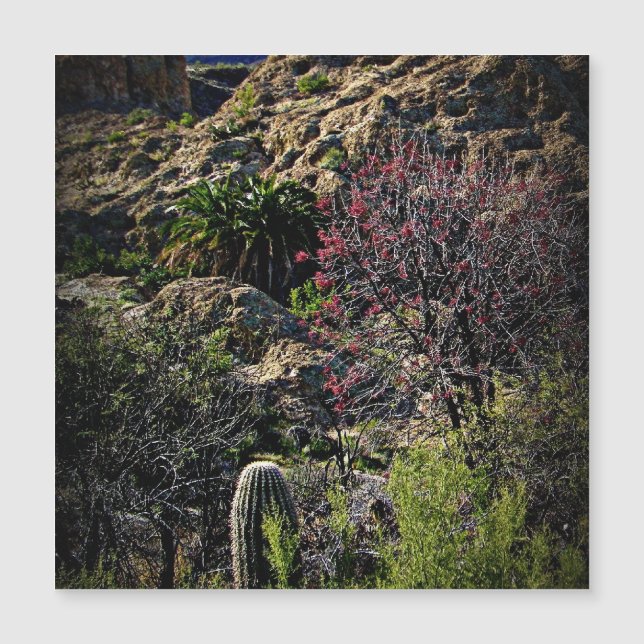 Boyce Thompson Arboretum (Frente)