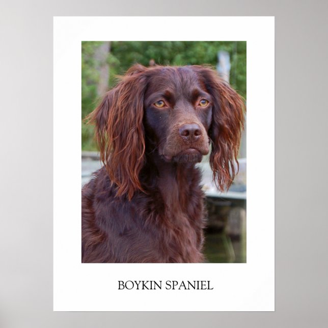 Boykin Spaniel Poster (Frente)