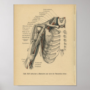 Braço do ombro do impressão da anatomia do alem
