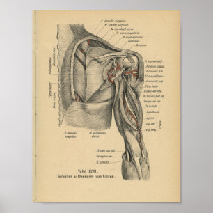 Braço do ombro do impressão da anatomia do alem