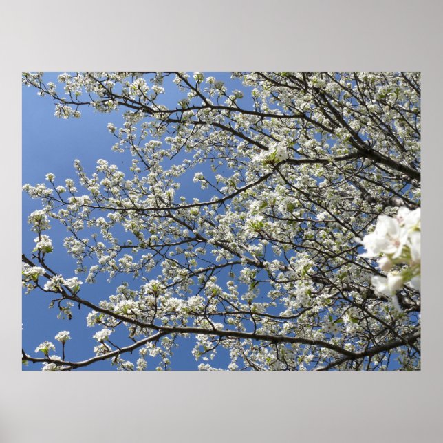 Bradford Pear Tree - Poster (Frente)