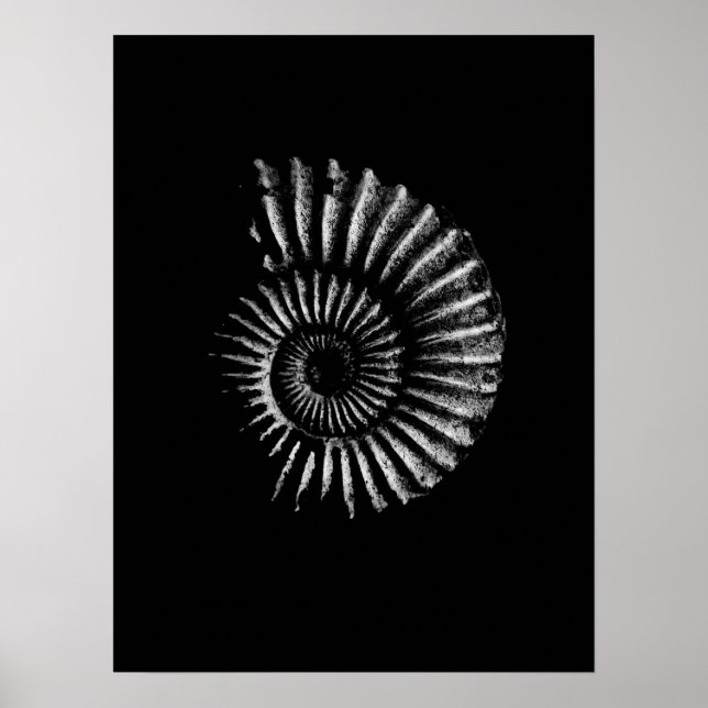 Branco ammonita sobre Poster preto (Frente)
