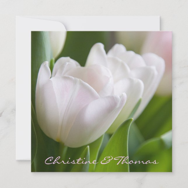 Branquea tulipas • cartão postal (Frente)
