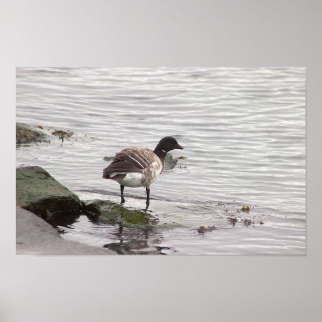 Brant Goose Photo Poster (Frente)
