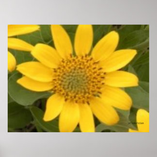 Bright Balsam Root Poster