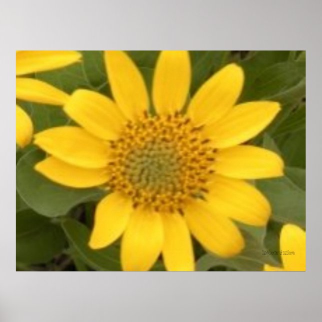 Bright Balsam Root Poster (Frente)