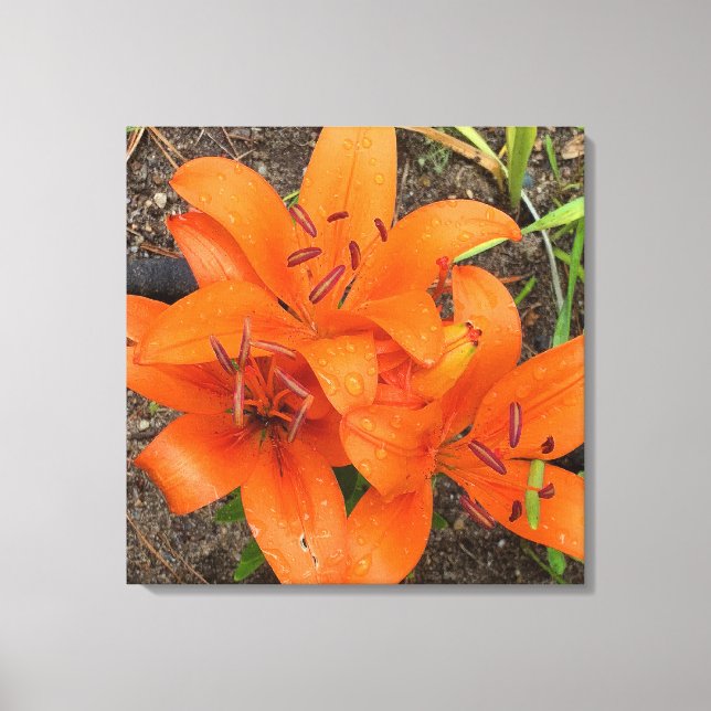 Bright Orange Daylily Fotografia Canvas Art (Frente)