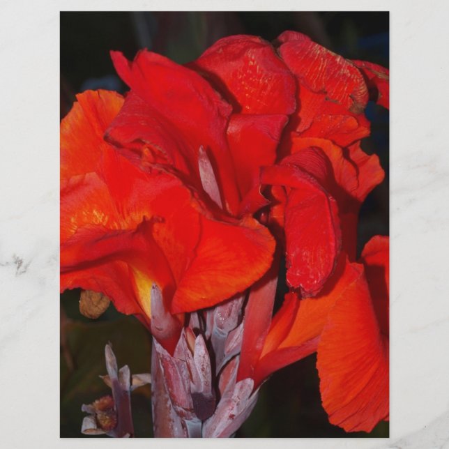 Bright Red Canna Lily (Frente)