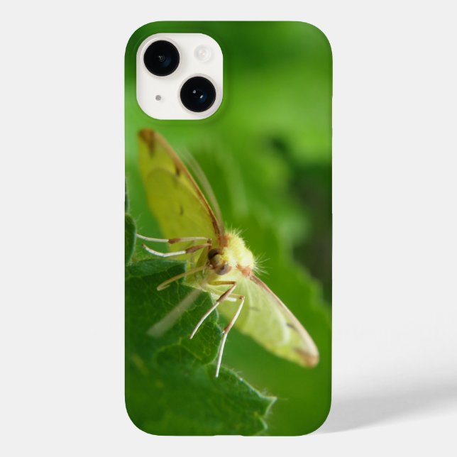 Brimstone Moth (Verso)