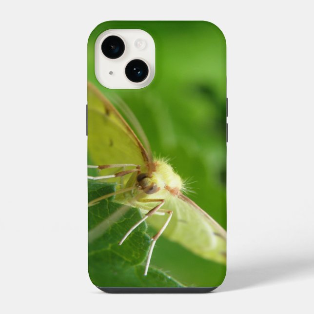 Brimstone Moth (Verso)