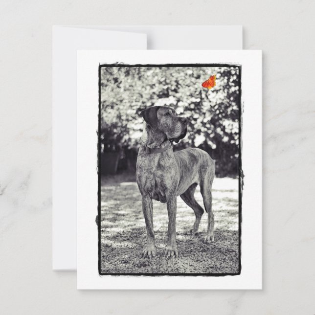 Brindel Dane Helia (Frente)