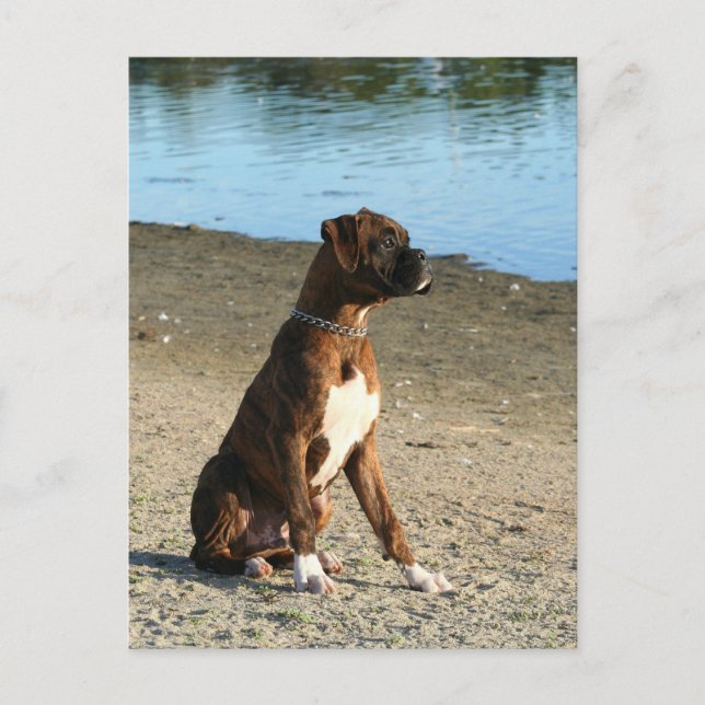 Brindle Boxer Cartão postal (Frente)