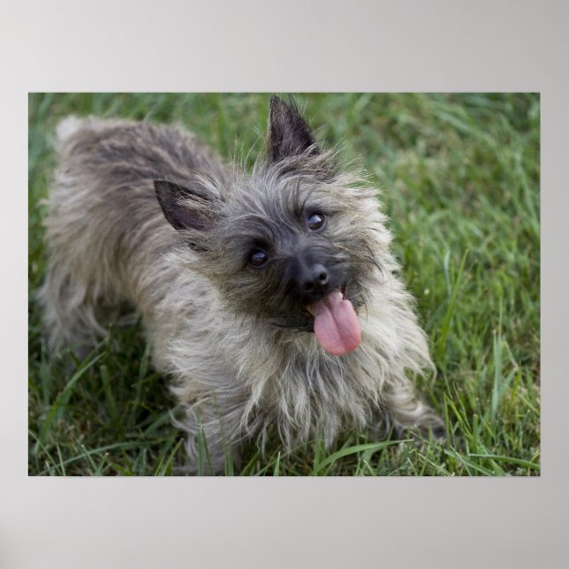 Brindle Cairn Terrier Poster (Frente)