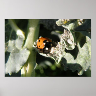 British 7 Spot Ladybug Impressão