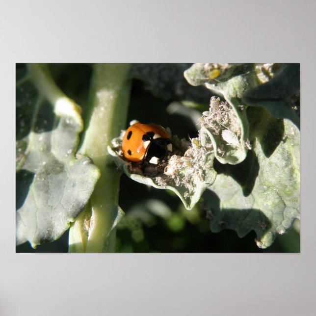 British 7 Spot Ladybug Impressão (Frente)