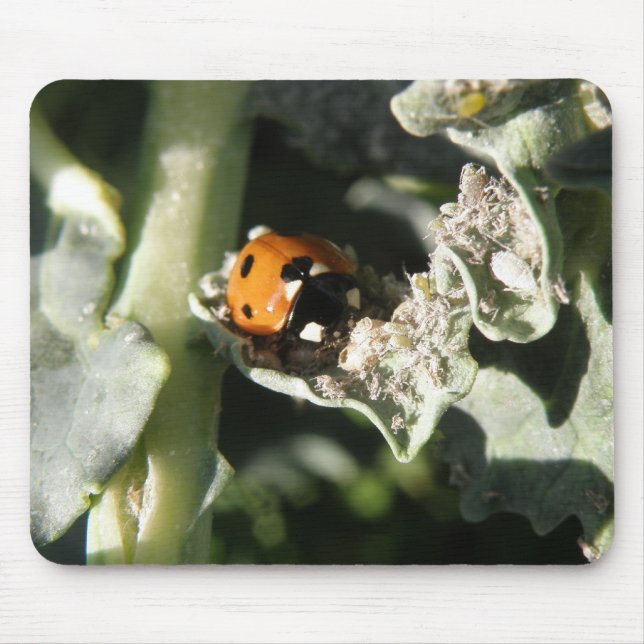 British 7 Spot Ladybug Mousepad (Frente)