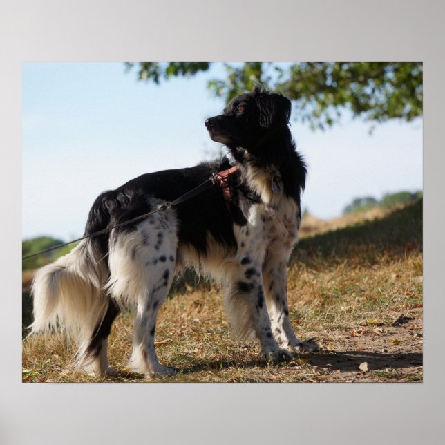 Brittany Spaniel Dog Poster (Frente)