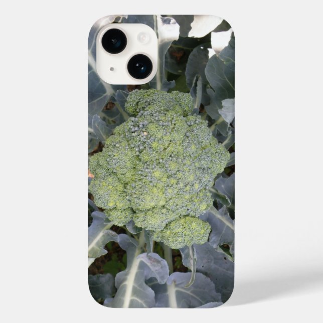 Broccoli (Verso)