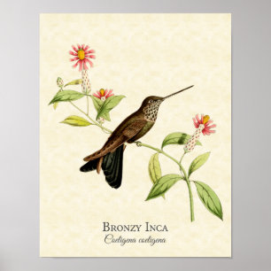 Bronzy Inca Hummingbird Art Impressão