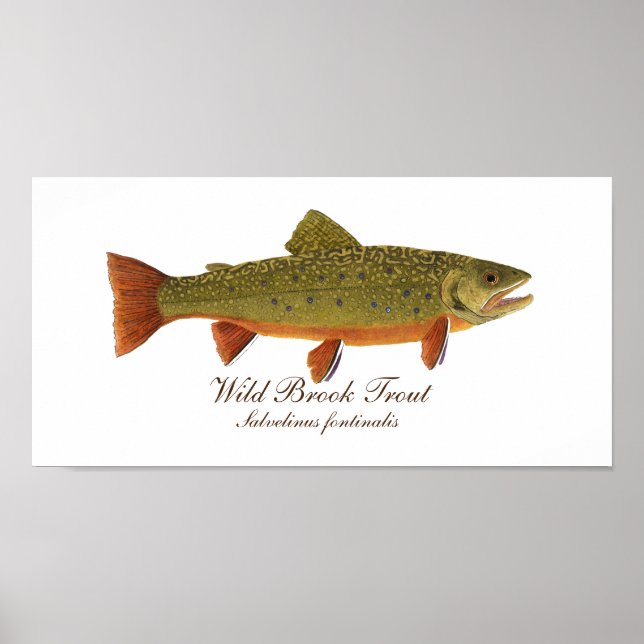 Brook Trout Art Poster (Frente)