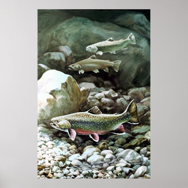 Brook Trout Poster (Frente)