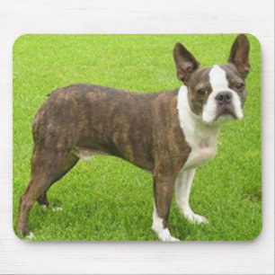 Brown Boston Terrier que está Mousepad