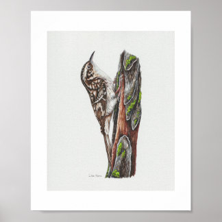 Brown Creeper Art Impressão