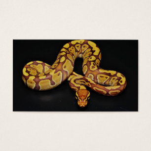 Brown e Dourado Ball Python