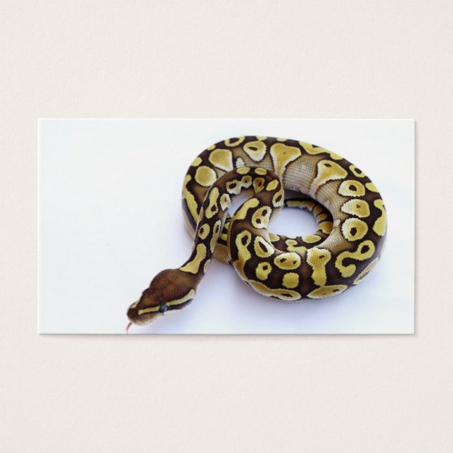 Brown e Dourado Ball Python 2 (Frente)