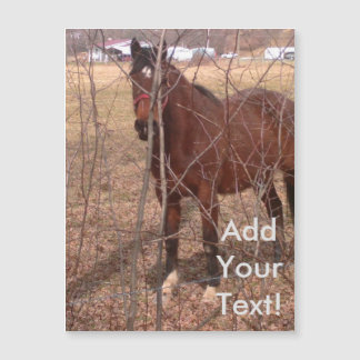 Brown Fazenda Horse West Virginia