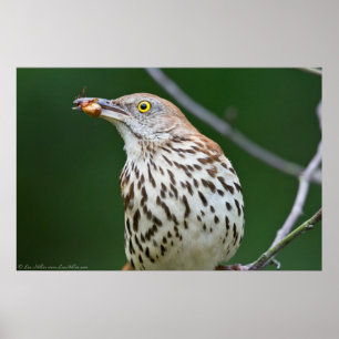 Brown Thrasher com a captura do poster do dia
