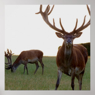 Buck Poster Impressão