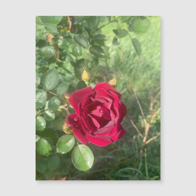 Buddy Rosa Magnet (Frente)