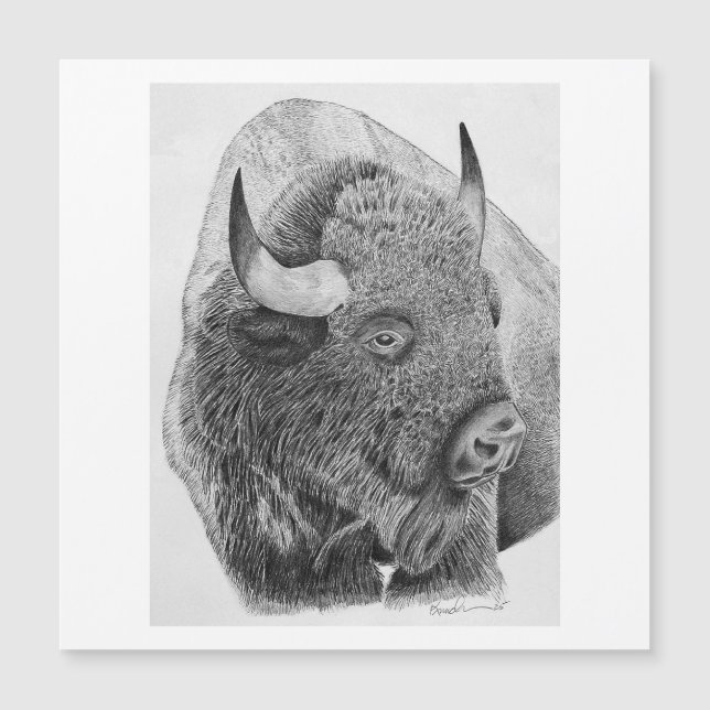 Búfalo Americano (Frente)