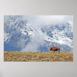 Búfalo americano alto no poster de Tetons