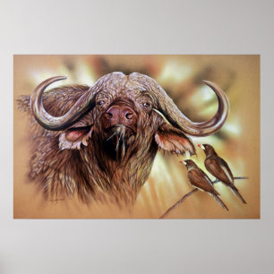 Búfalo do cabo & poster de Oxpeckers