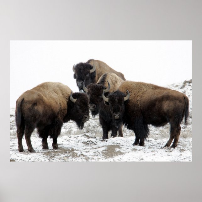 Buffalo Herd Nature Wall Poster (Frente)