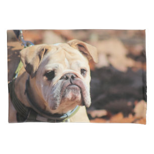 Buldogue